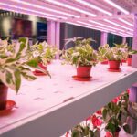 How You Can Use Grow Lights